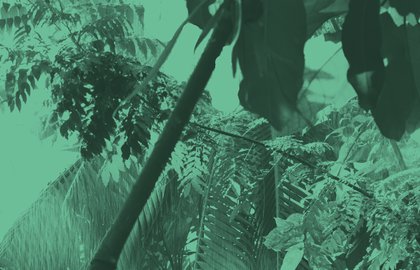 La bête dans la jungle